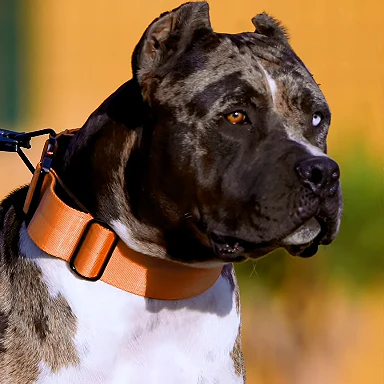 Bestia Dog Sport GripPro Handle Collar - Image 6