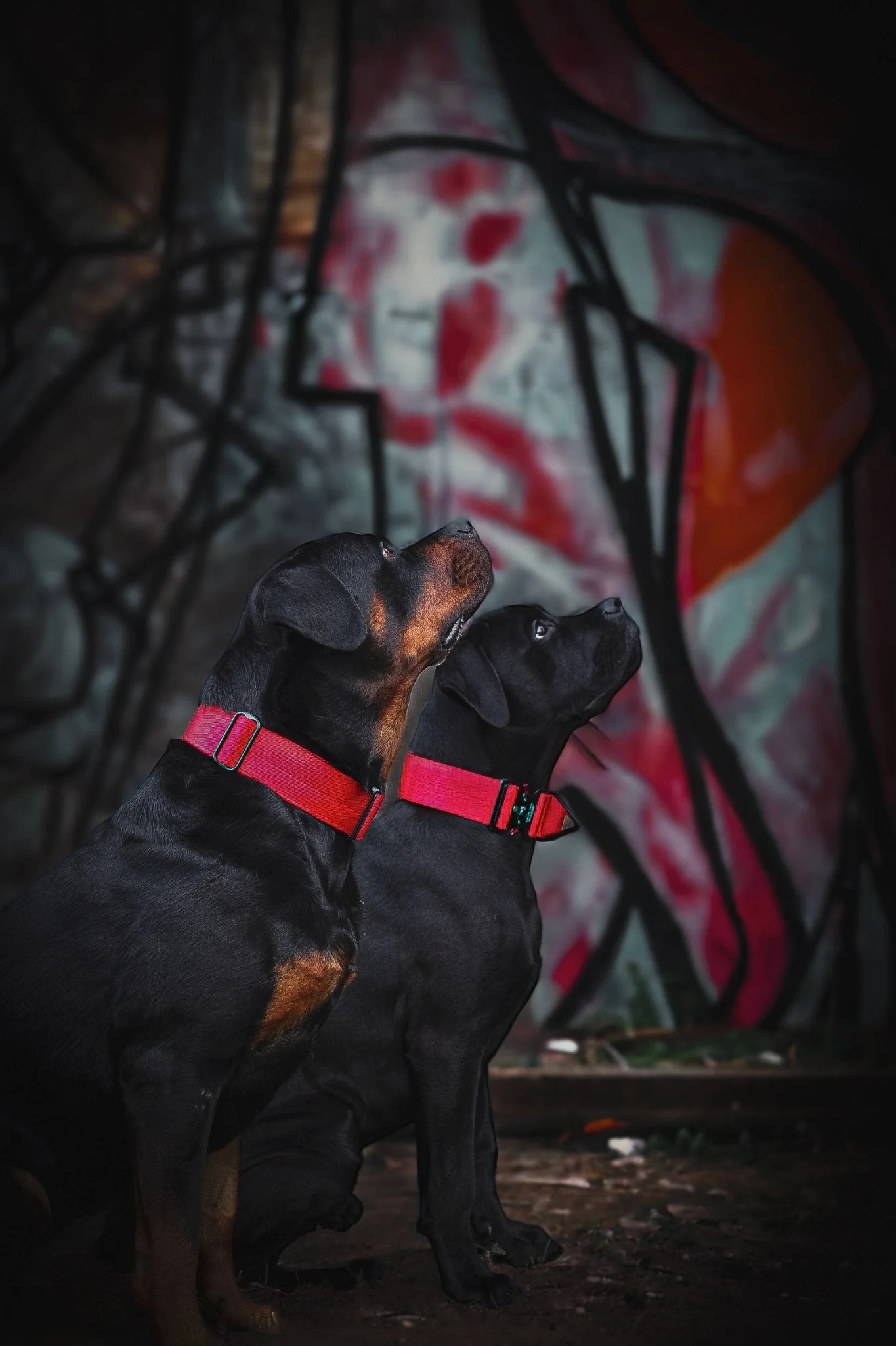 Bestia Dog Sport GripPro Handle Collar - Image 7