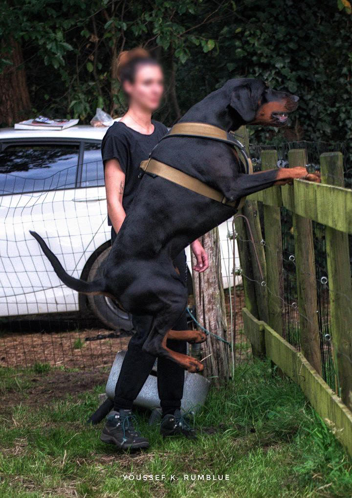 BESTIA DOG SPORT GripPro Heavy Duty Harness - Image 10