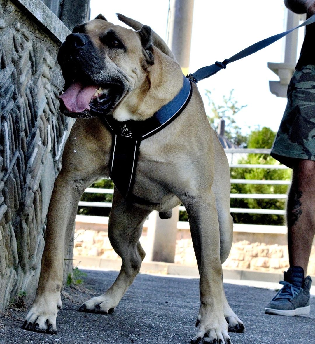 BESTIA DOG SPORT GripPro Heavy Duty Harness - Image 5