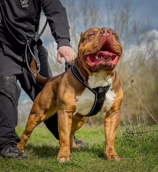 BESTIA DOG SPORT GripPro Heavy Duty Harness - Image 6
