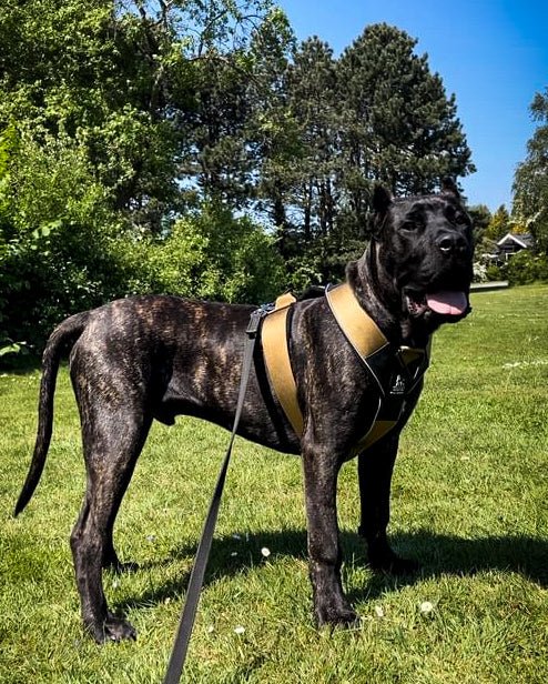 BESTIA DOG SPORT GripPro Heavy Duty Harness - Image 7