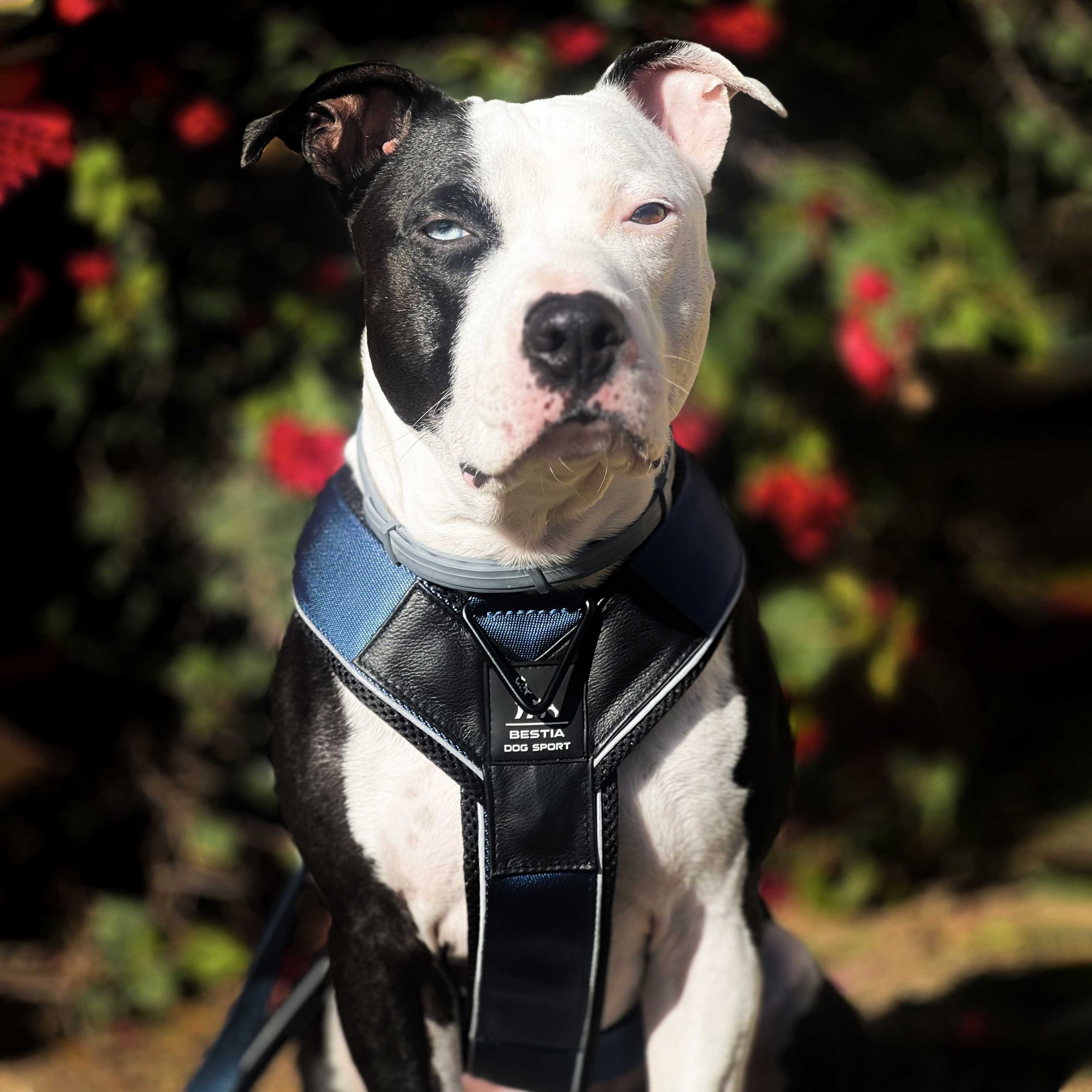 BESTIA DOG SPORT GripPro Heavy Duty Harness - Image 8