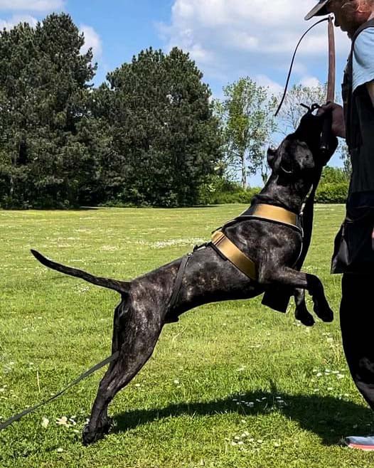 BESTIA DOG SPORT GripPro Heavy Duty Harness - Image 9