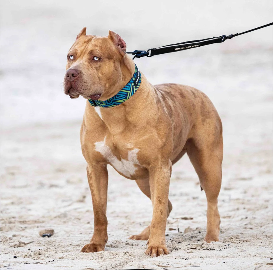 Bestia Dog Sport GripPro Print Collar - Blue&Green - Image 2