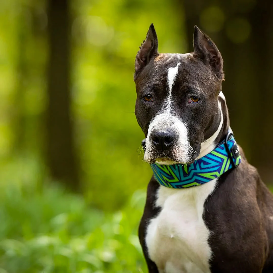 Bestia Dog Sport GripPro Print Collar - Blue&Green - Image 3