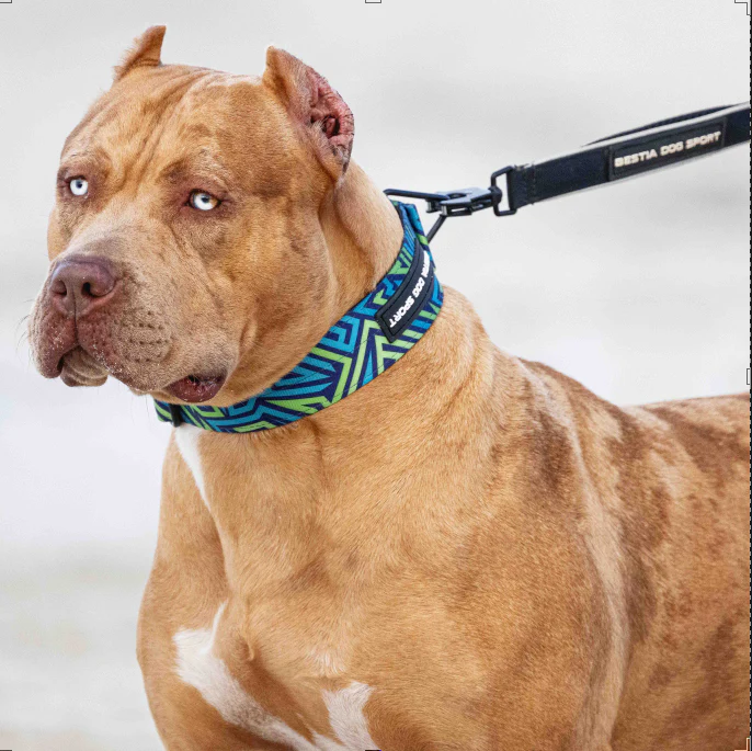 Bestia Dog Sport GripPro Print Collar - Blue&Green - Image 4