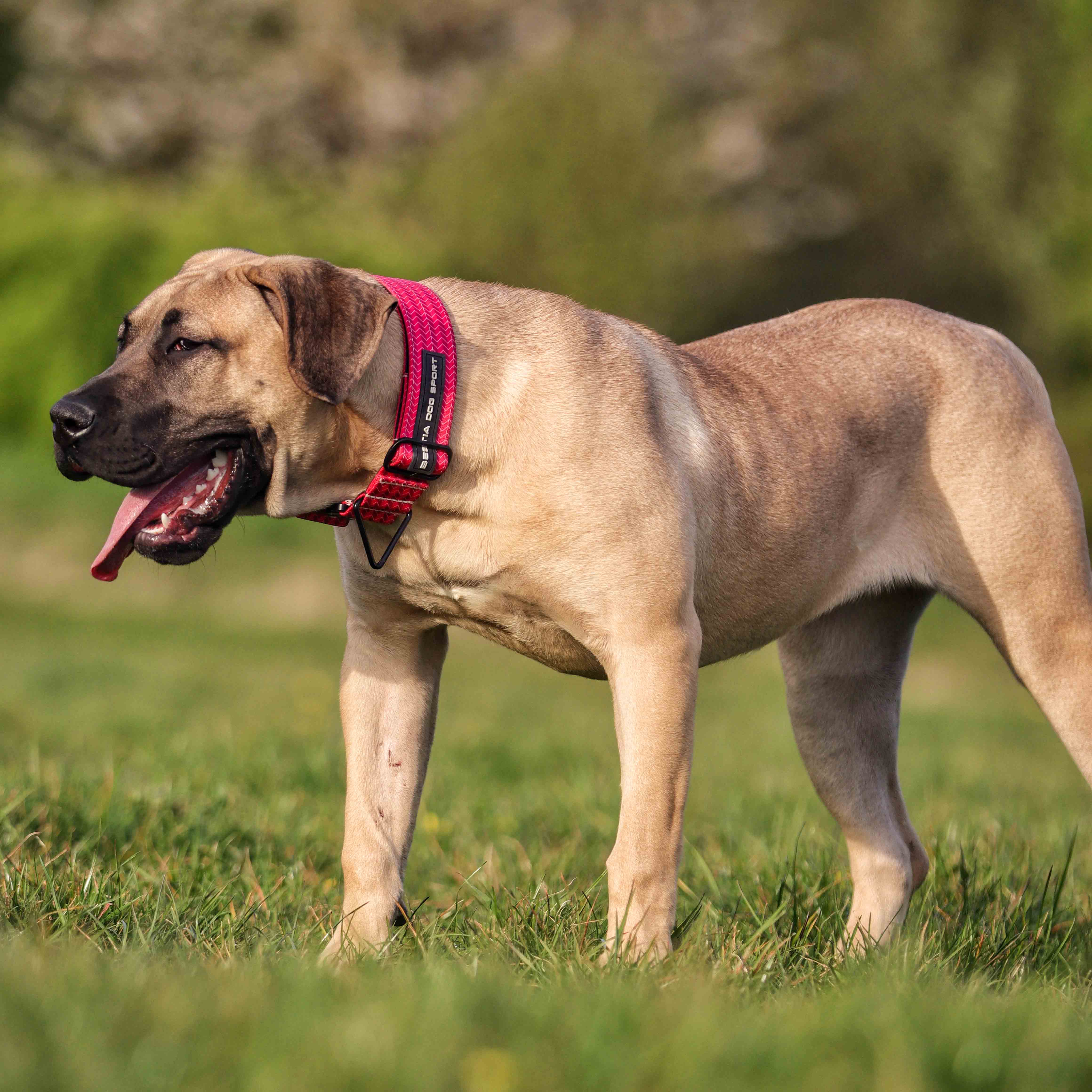 Bestia Dog Sport GripPro Print Collar - Pink - Image 3