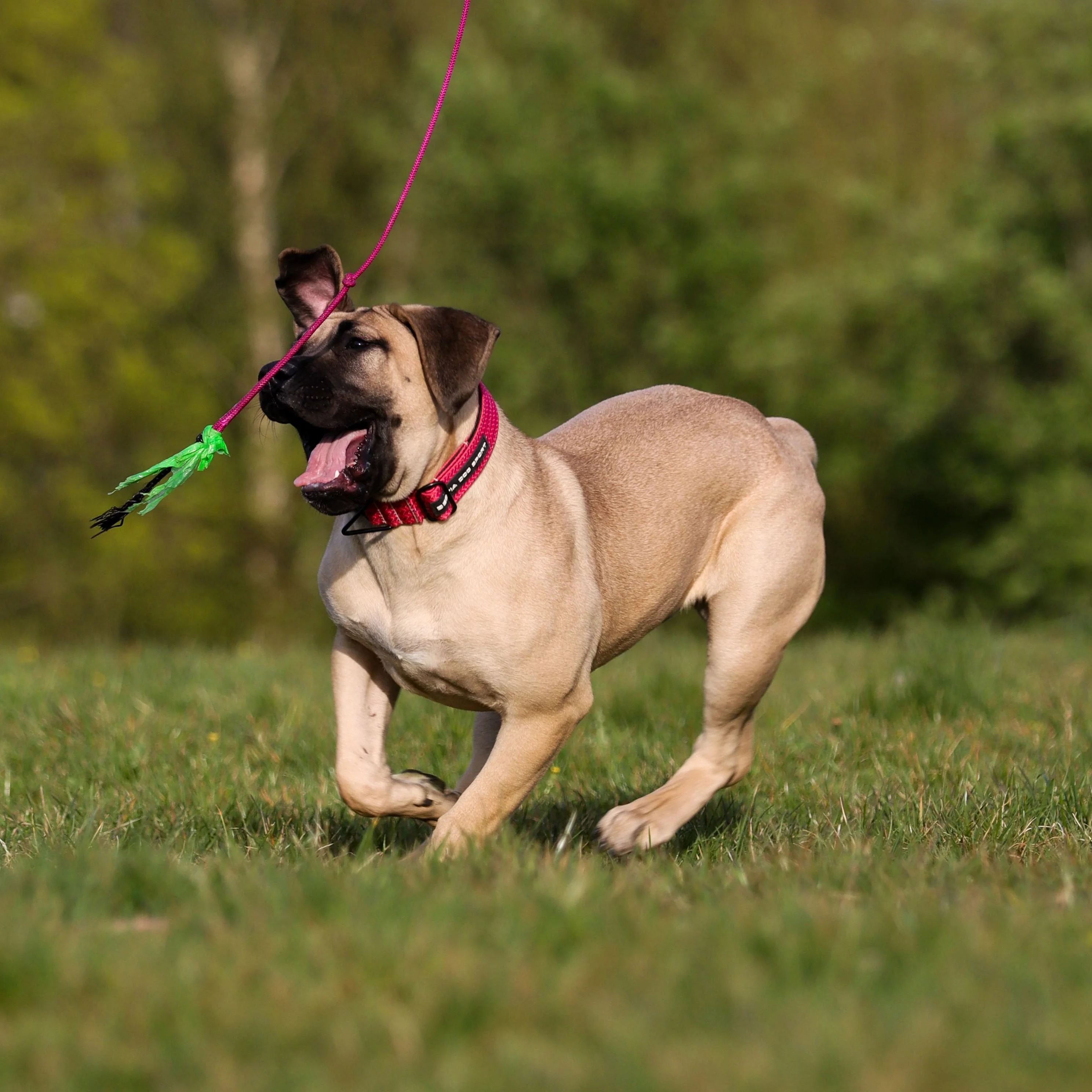 Bestia Dog Sport GripPro Print Collar - Pink - Image 4