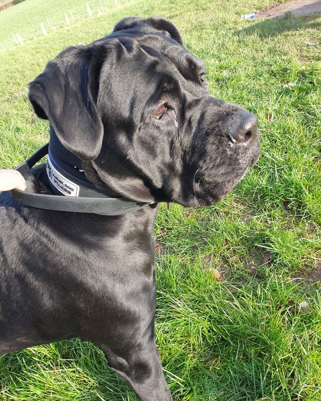 BESTIA DOG SPORT HANDLE COLLAR - Image 4
