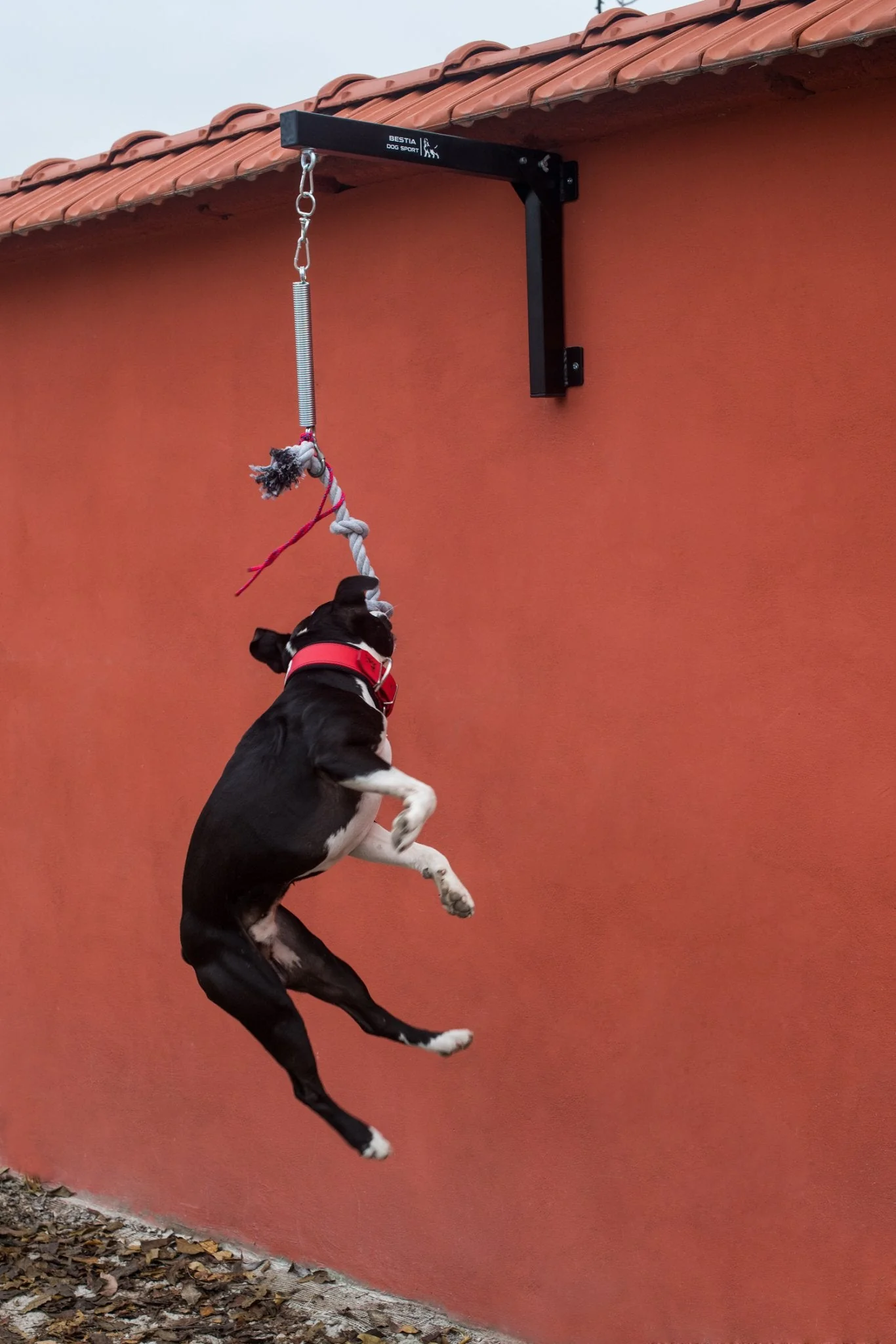 BESTIA DOG SPORT Spring Pole Set - Image 4