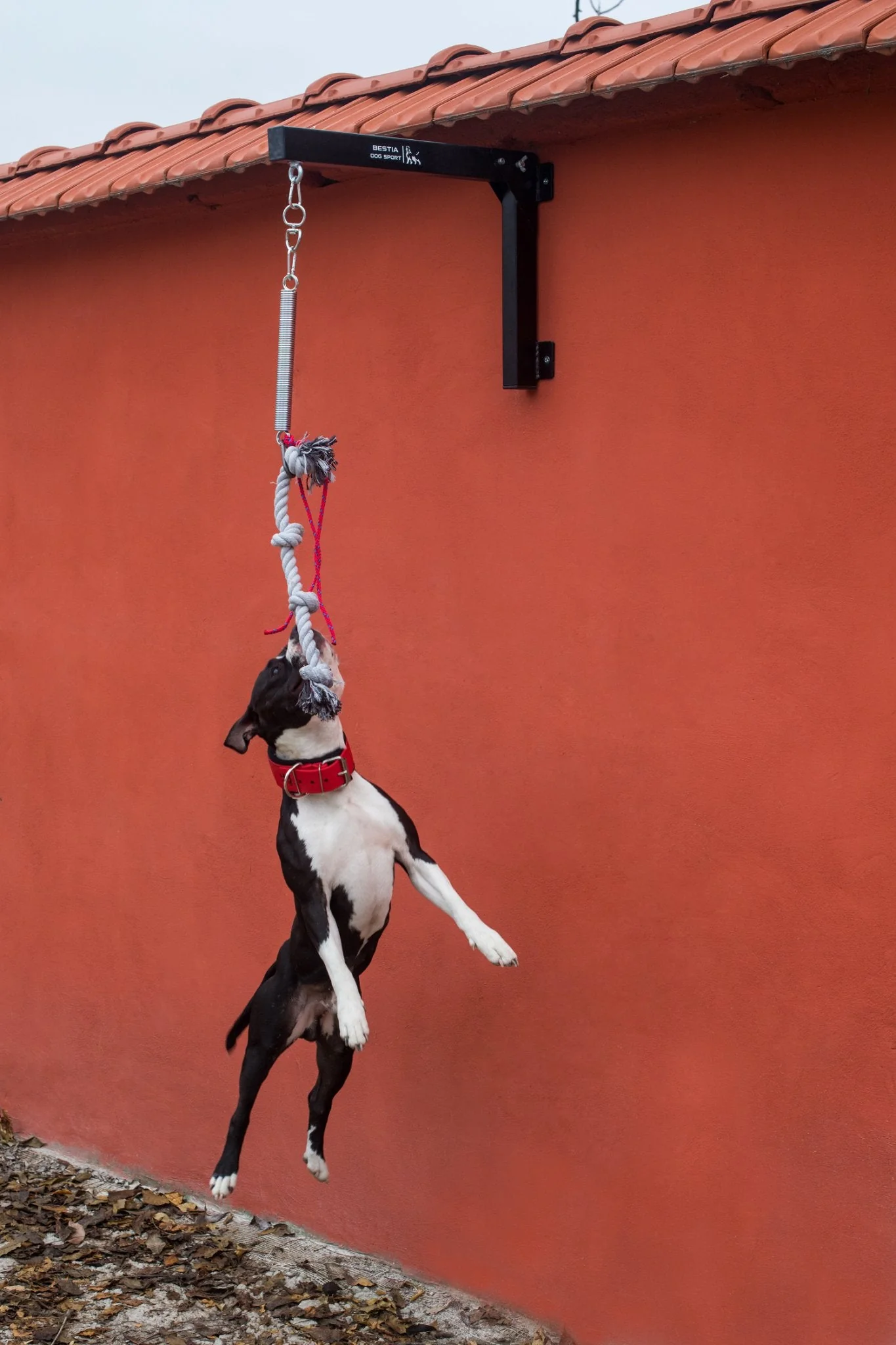 BESTIA DOG SPORT Spring Pole Set - Image 5