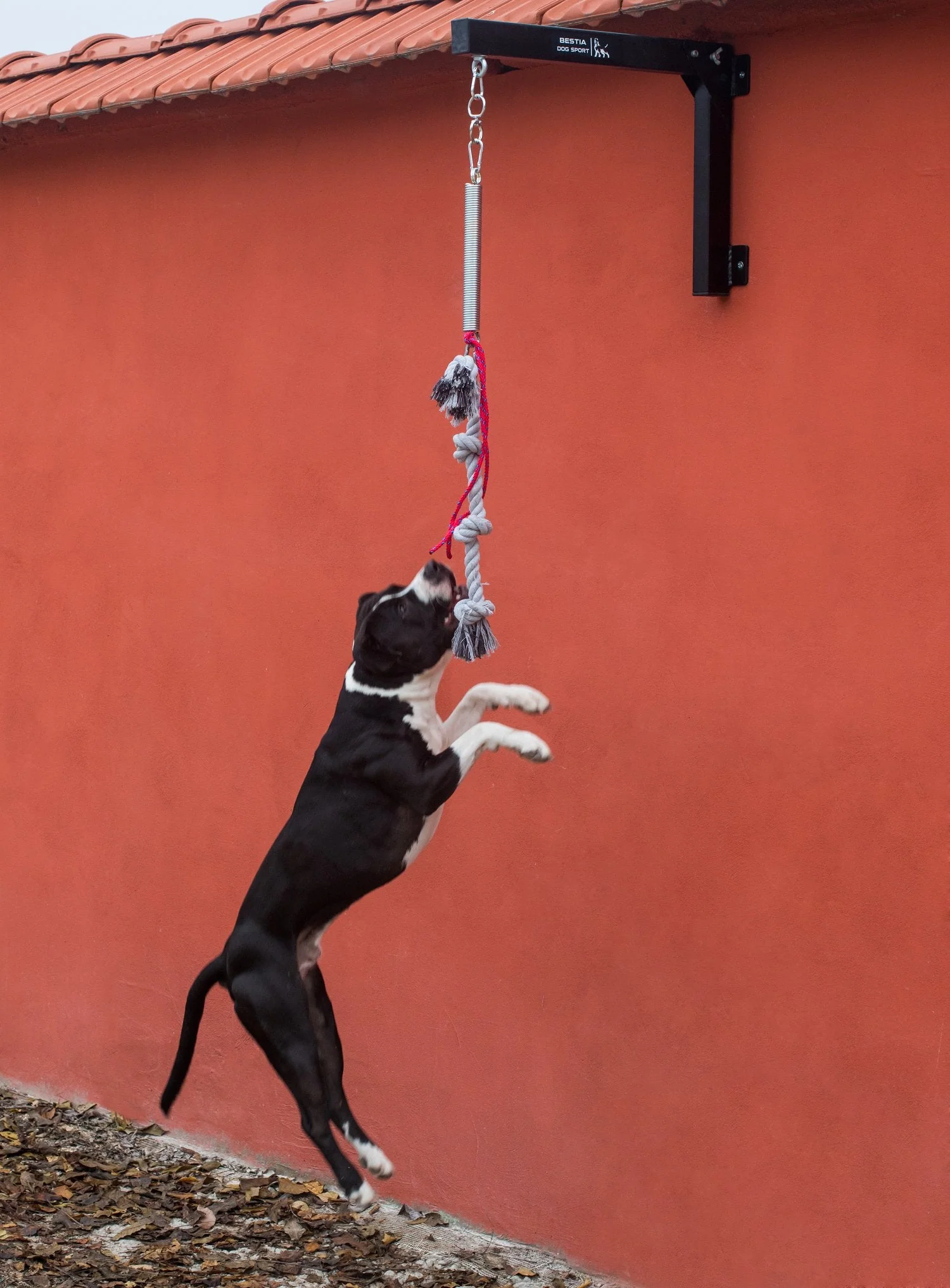 BESTIA DOG SPORT Spring Pole Set - Image 6