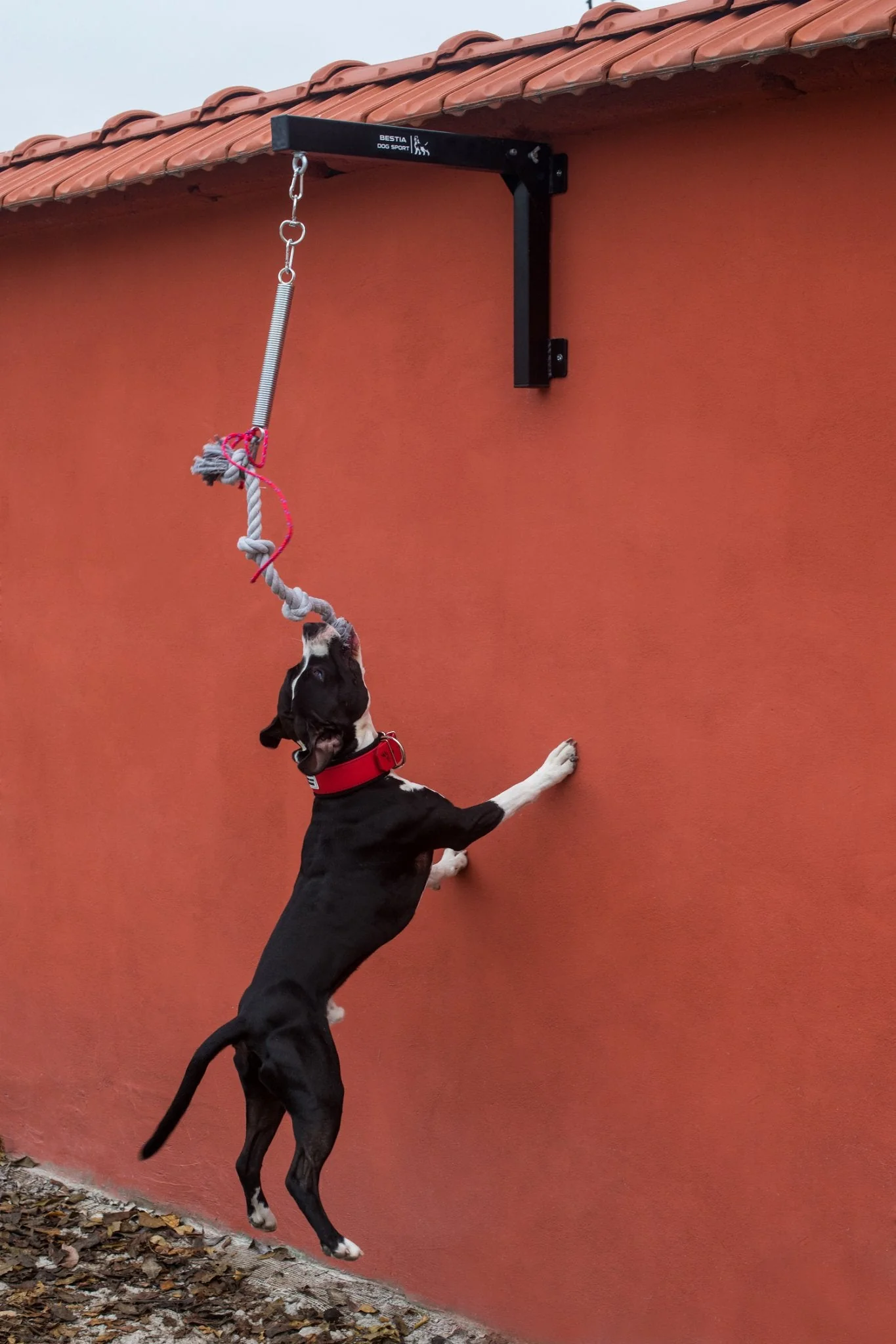 BESTIA DOG SPORT Spring Pole Set - Image 7