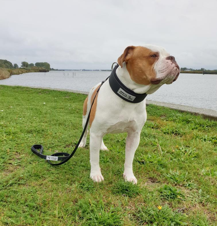 BESTIA DOG SPORT Tactical Leash - Image 5
