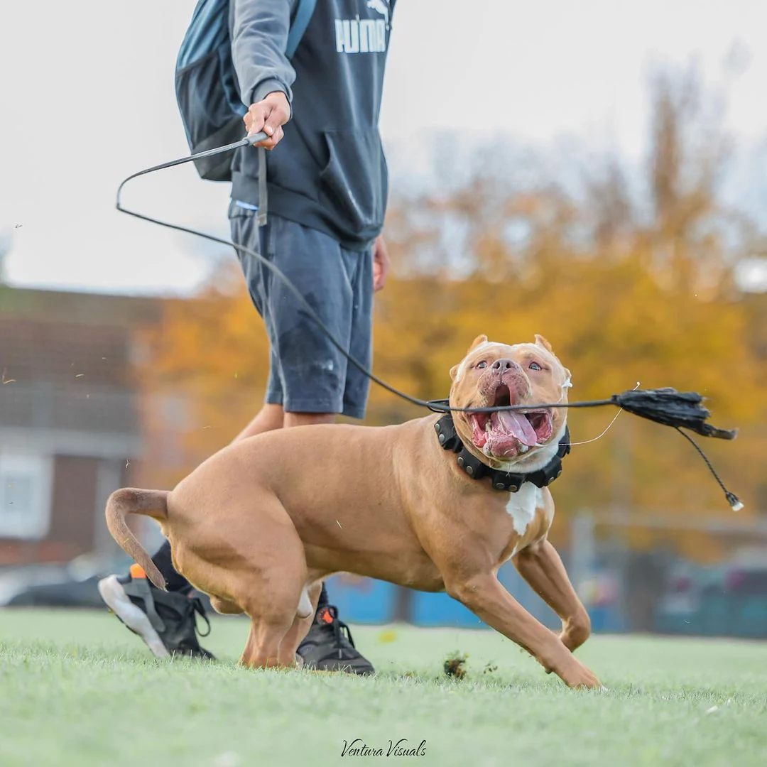 BESTIA DOG SPORT Weighted Dog Training Collar - Image 7