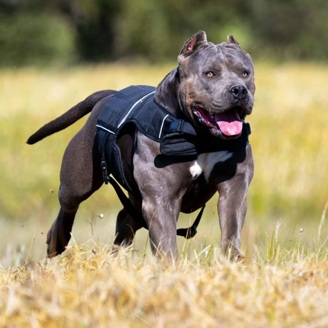 Bestia Dog Sport Weighted Harness - Image 5