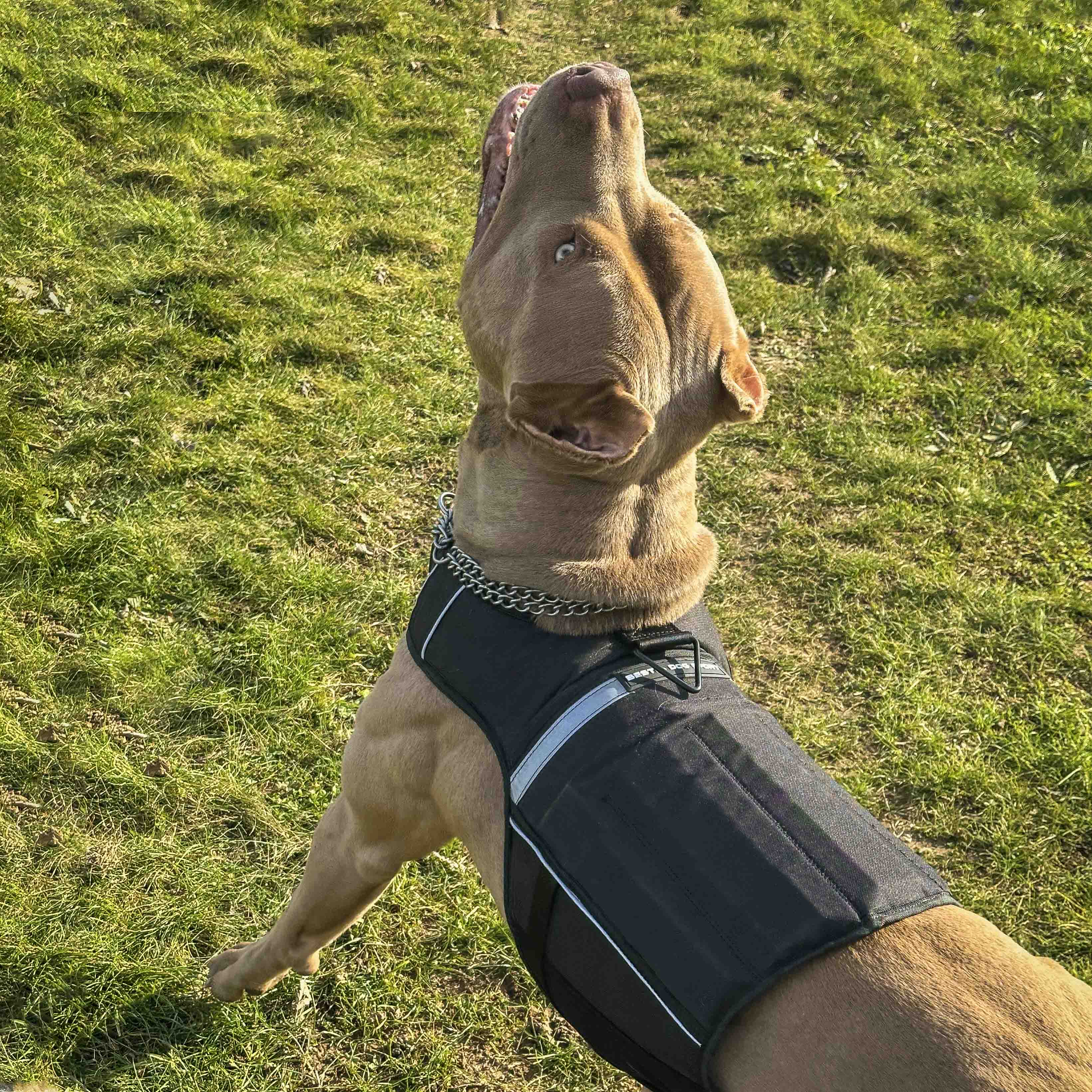 Bestia Dog Sport Weighted Harness - Image 7