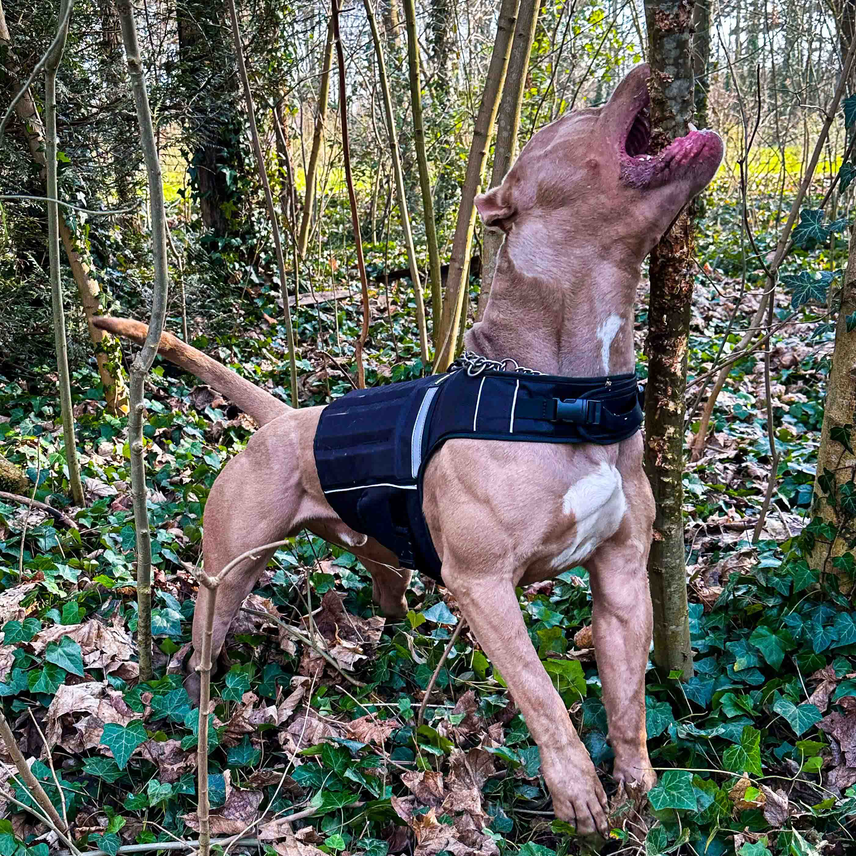 Bestia Dog Sport Weighted Harness - Image 8