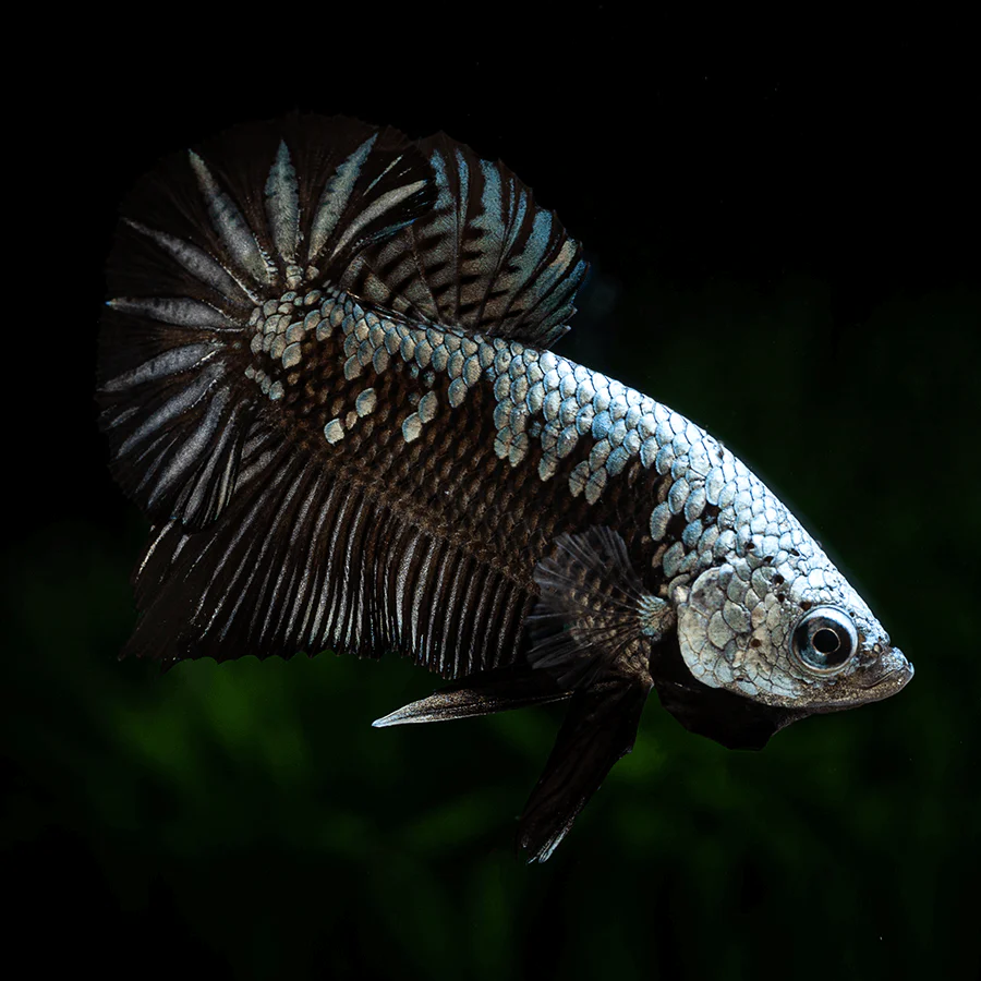 Betta Black Samurai (Male) - Image 2