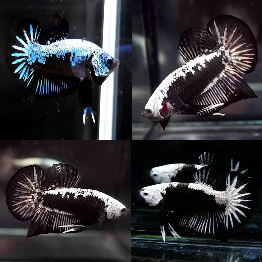 Betta Black Samurai (Male) - Image 3