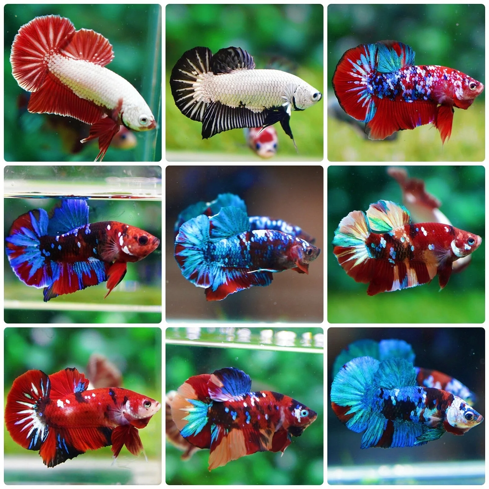 Betta Giant - Image 2