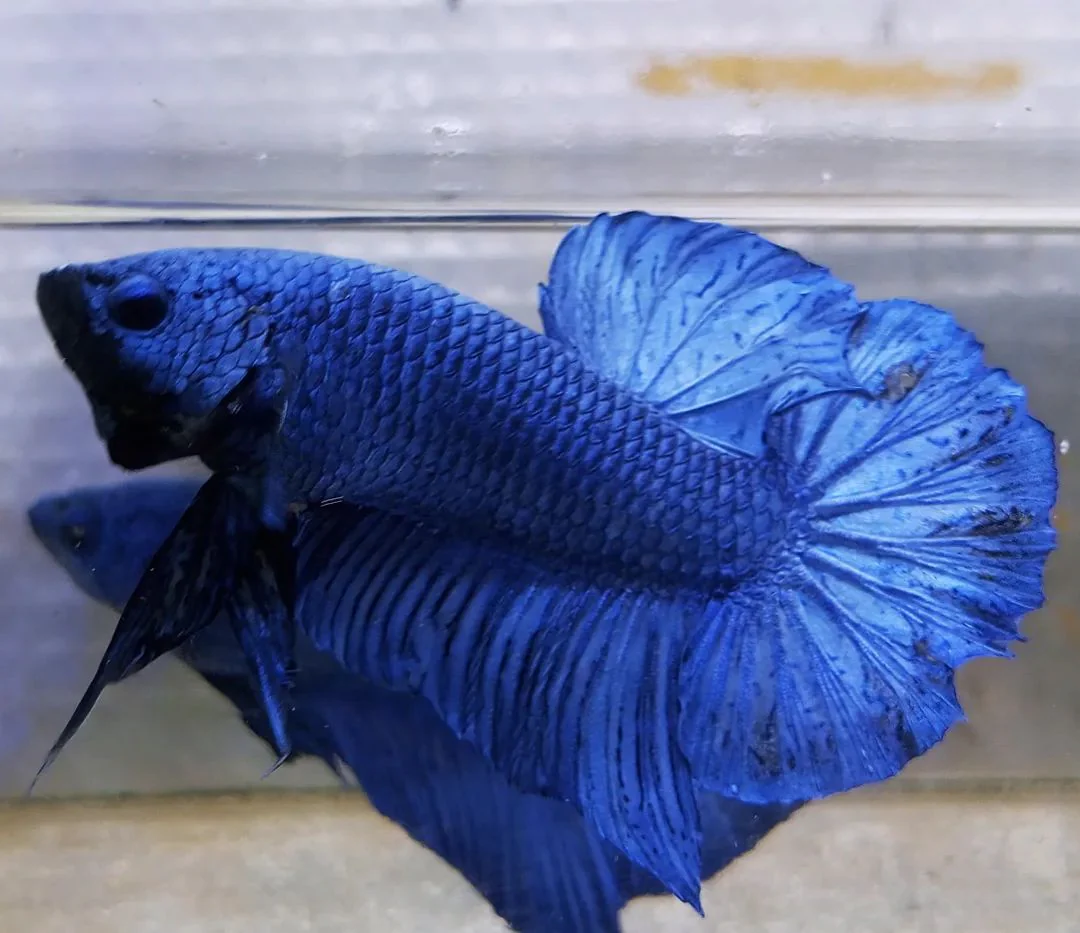 Betta Giant - Image 3