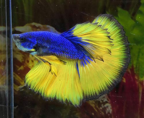 Betta Giant - Image 4
