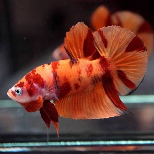 Betta Nemo (Male) - Image 2