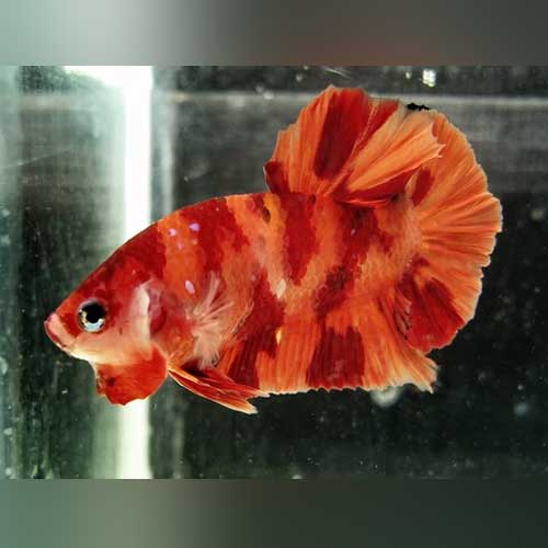 Betta Nemo (Male) - Image 3