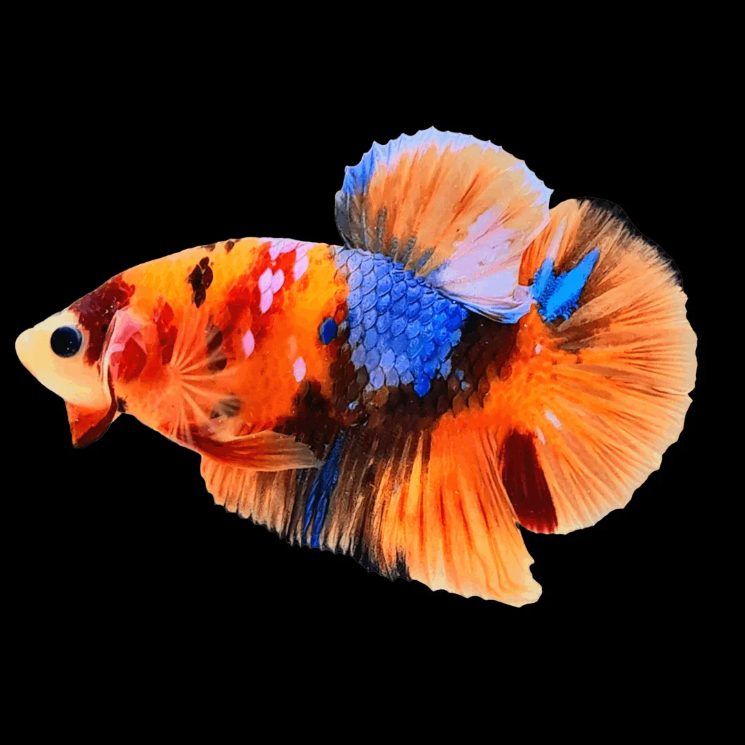 Betta Nemo (Male) - Image 4