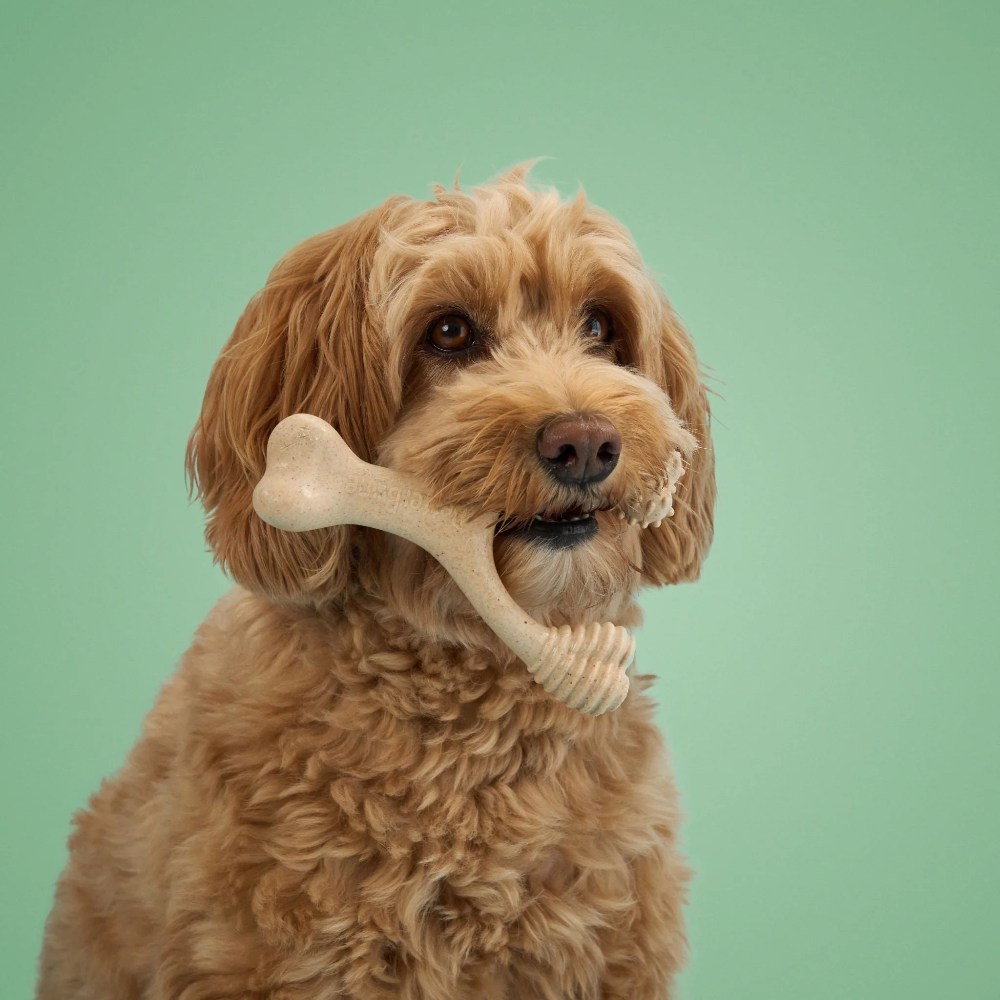 BetterBone MEDIUM Durability CHEW TOY: Perfect Chew for Everyday Chewers | Natural Ingredients, Eco-Friendly, Non-Toxic - Image 10