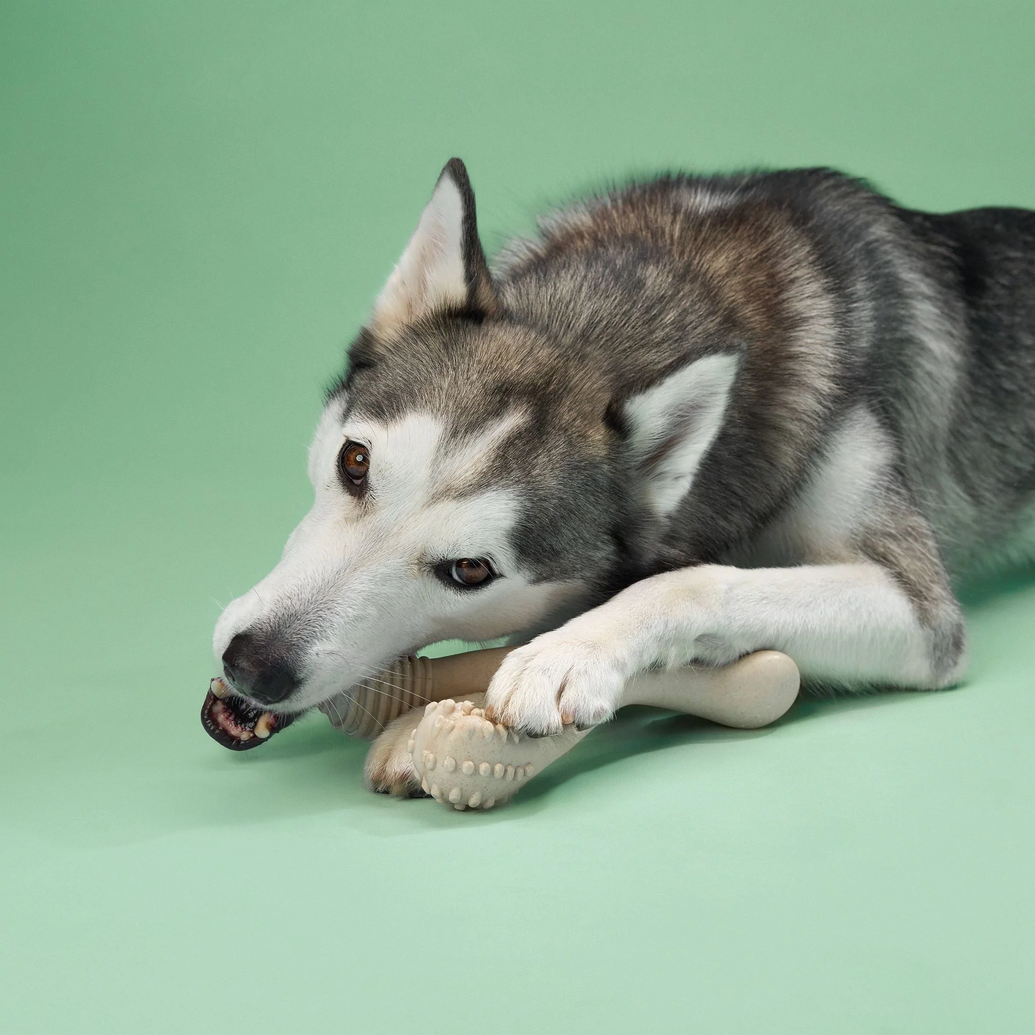 BetterBone MEDIUM Durability CHEW TOY: Perfect Chew for Everyday Chewers | Natural Ingredients, Eco-Friendly, Non-Toxic - Image 2