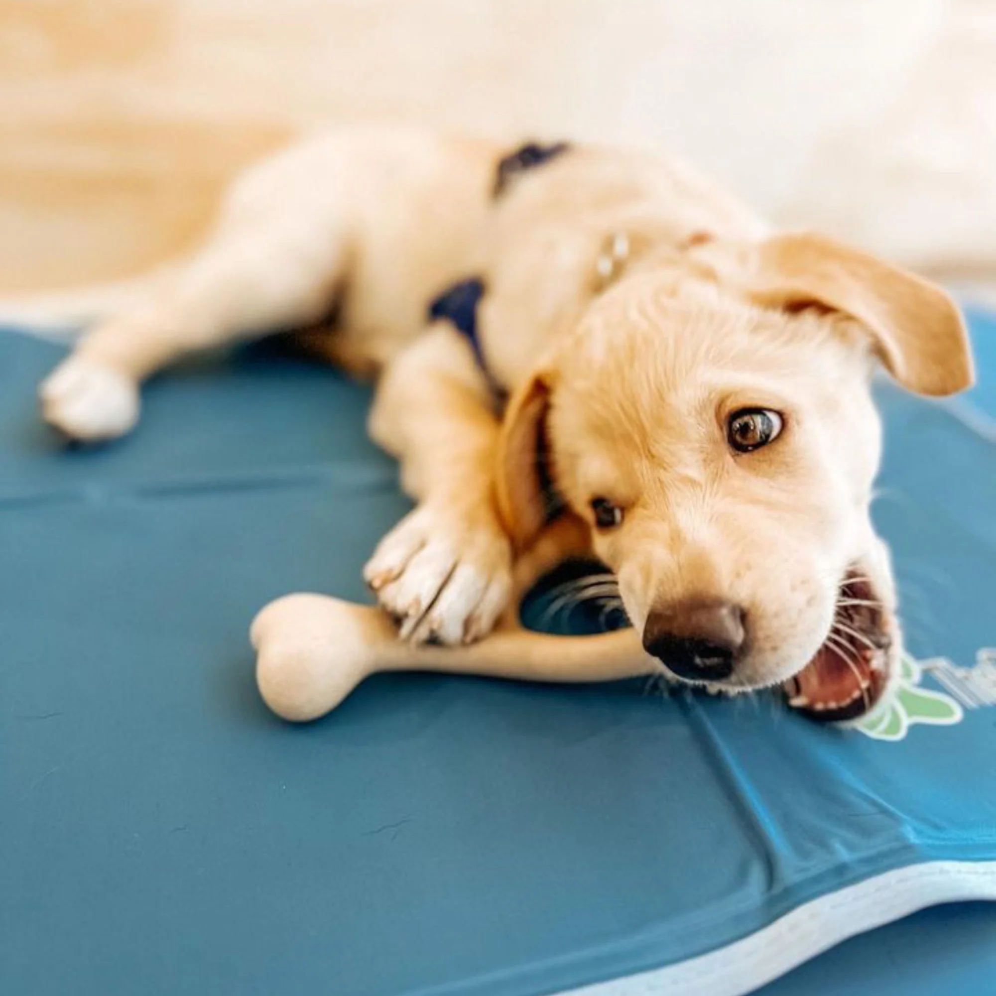 BetterBone SOFT Durability CHEW TOY: Natural Ingredients, Perfect for Teething Puppies, Senior Dogs & Gentle Chewers - Image 4
