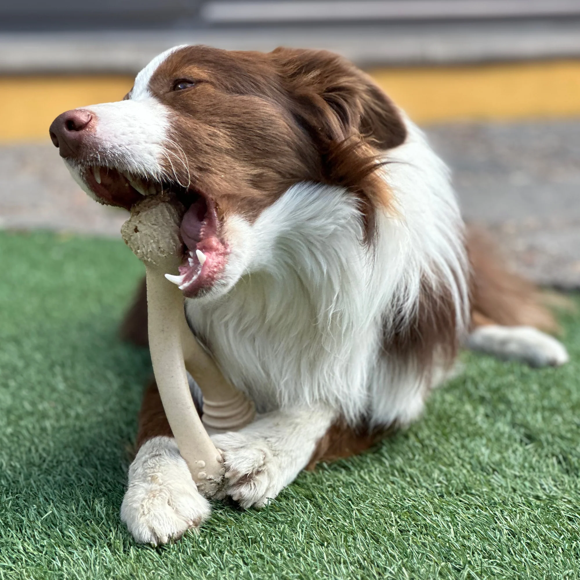 BetterBone SOFT Durability CHEW TOY: Natural Ingredients, Perfect for Teething Puppies, Senior Dogs & Gentle Chewers - Image 7