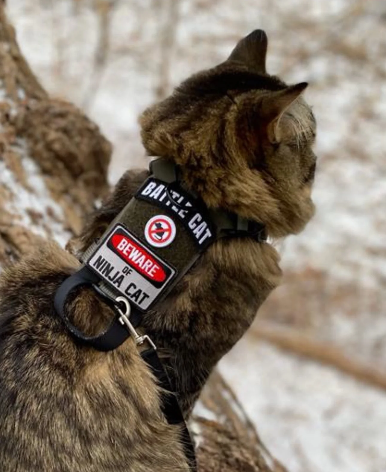 Beware of Ninja Cat Morale Patch - Image 2
