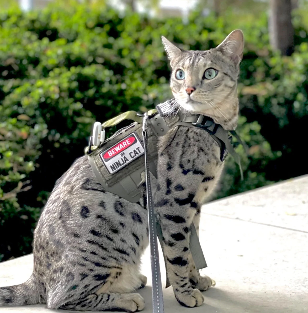 Beware of Ninja Cat Morale Patch - Image 3