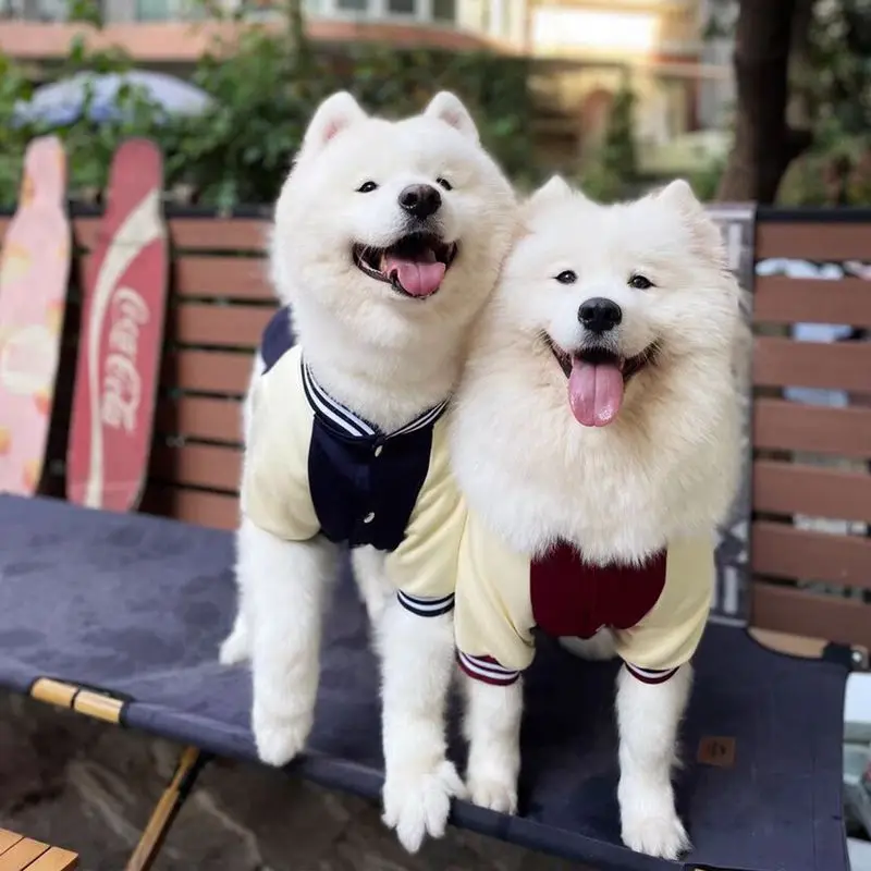 Big Dog Baseball Suit - Image 15