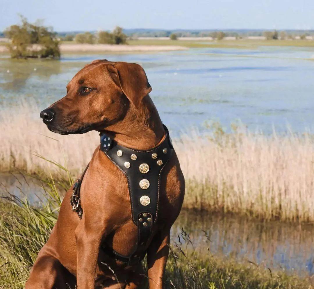 ''Bijou'' harness Black & Orange for big dogs - Image 2