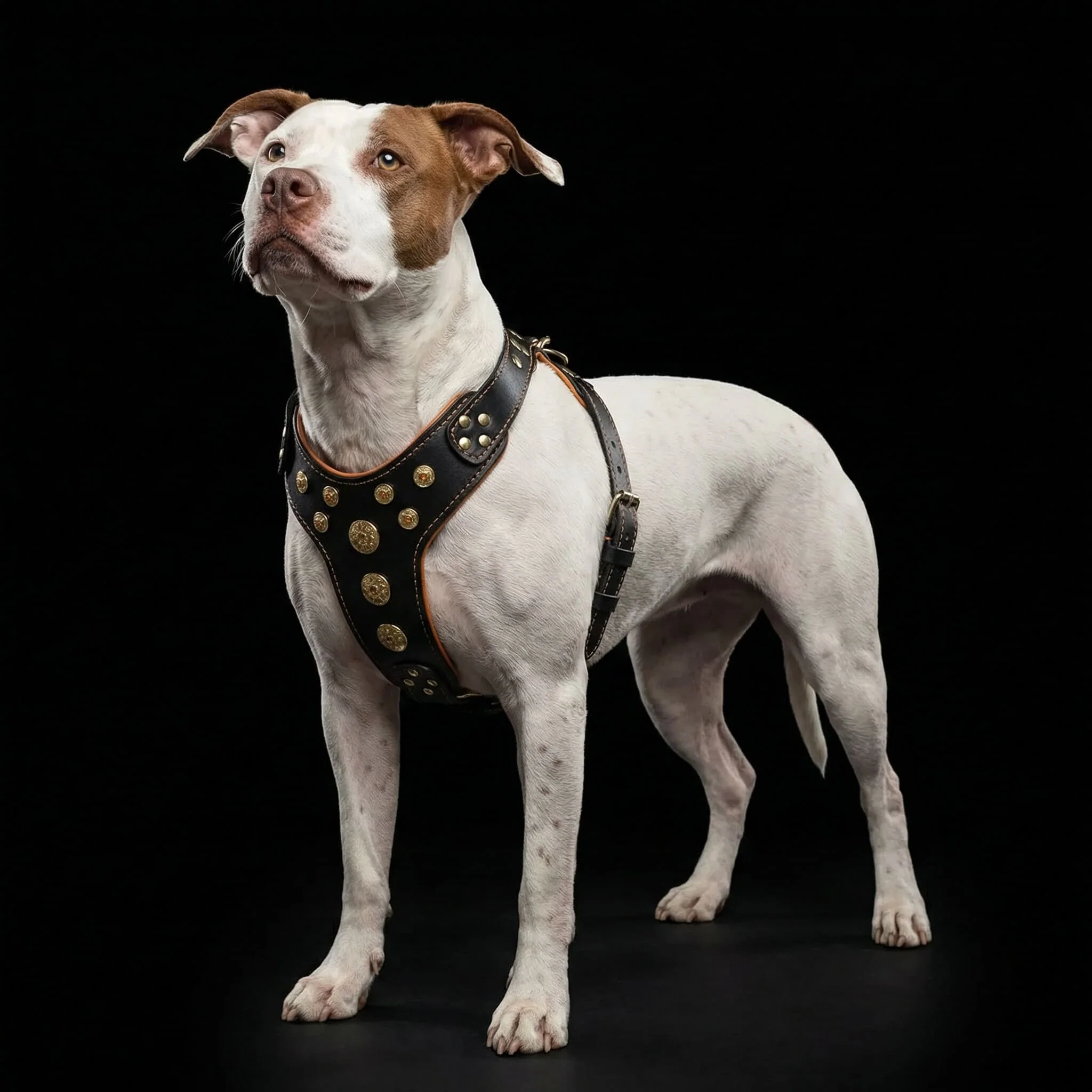 ''Bijou'' harness Black & Orange for big dogs - Image 3