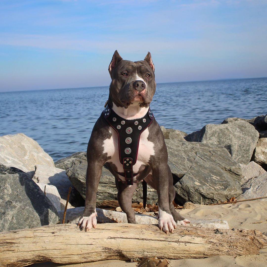 ''Bijou'' harness Black & Red for big dogs - Image 2