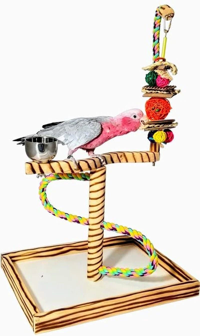 Bird Play Gym Tabletop W Cup, Toy Hanger and Toy,  Javan Tigertail Stand- Large - Image 2