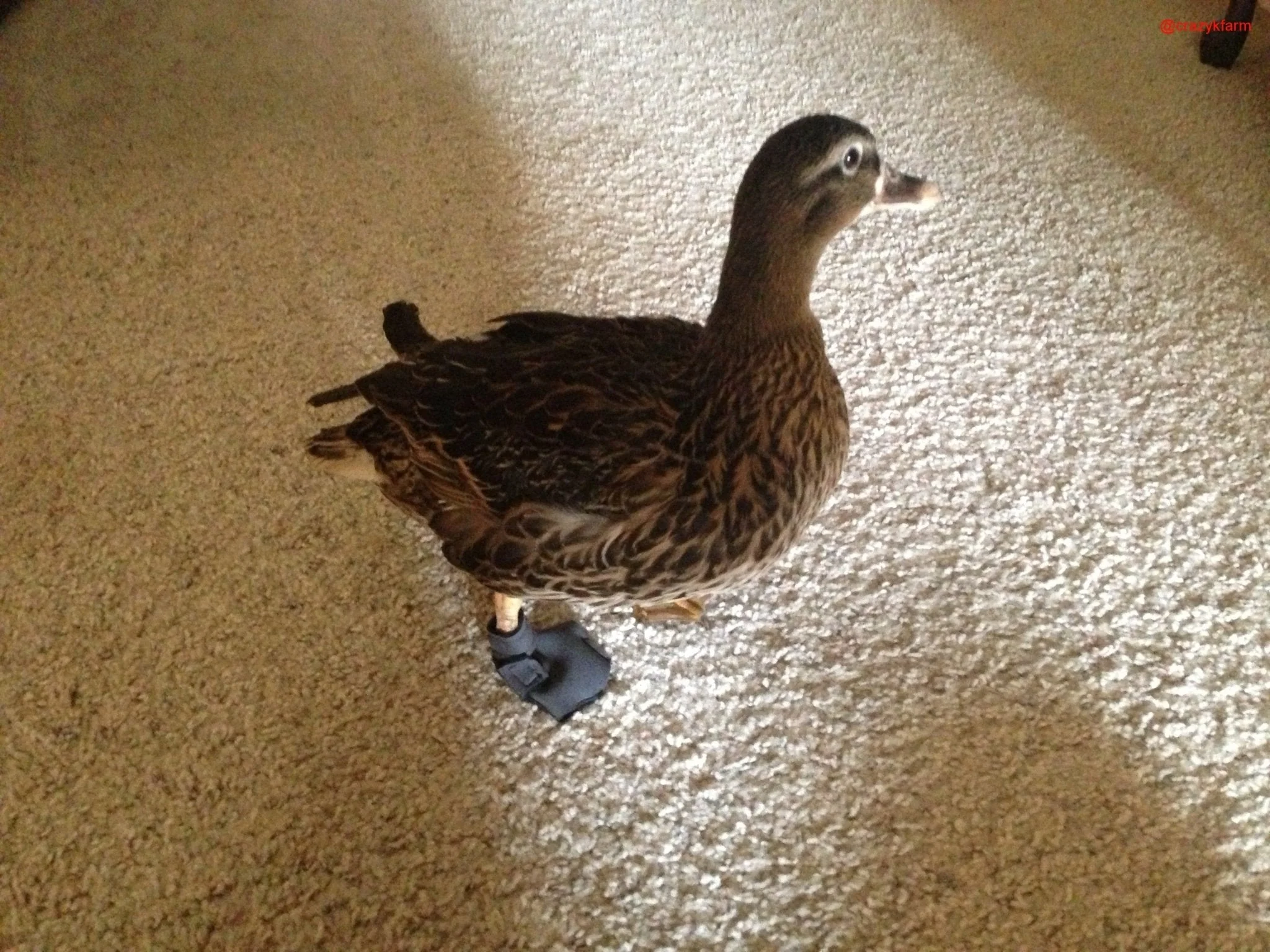 Birdy Bootie (chicken shoes, chicken booties, duck booties and goose shoes) - Image 10