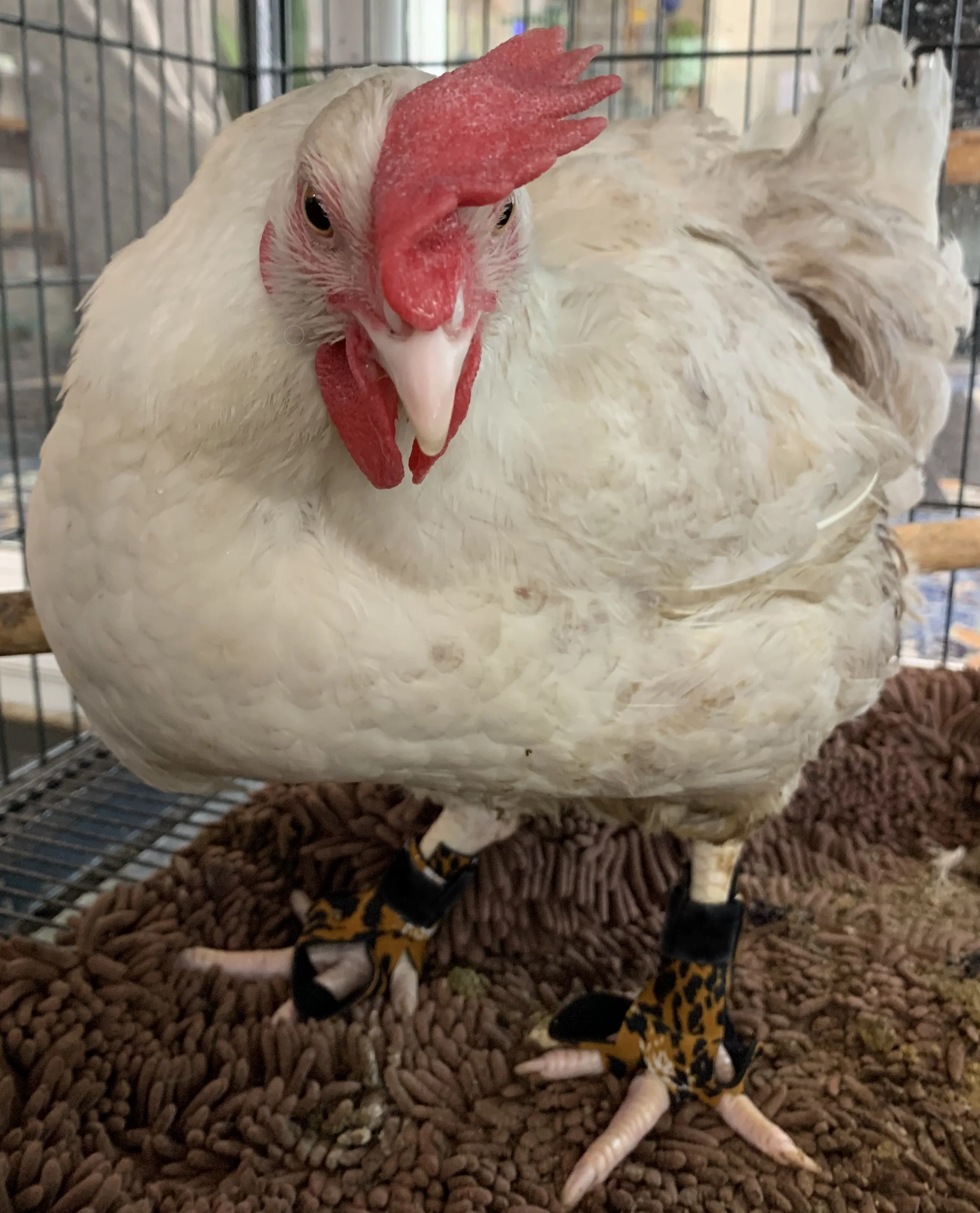 Birdy Bootie (chicken shoes, chicken booties, duck booties and goose shoes) - Image 105