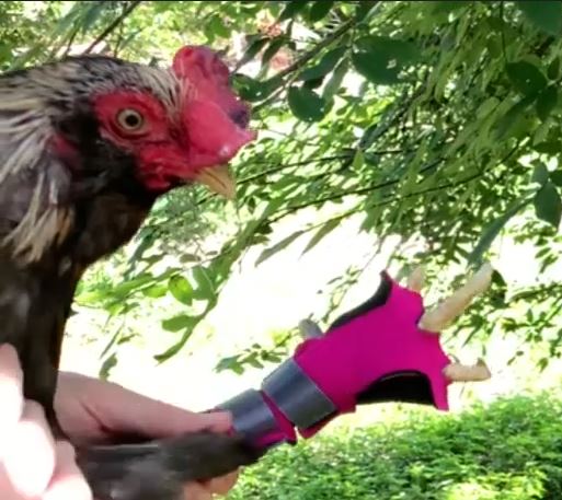 Birdy Bootie (chicken shoes, chicken booties, duck booties and goose shoes) - Image 106