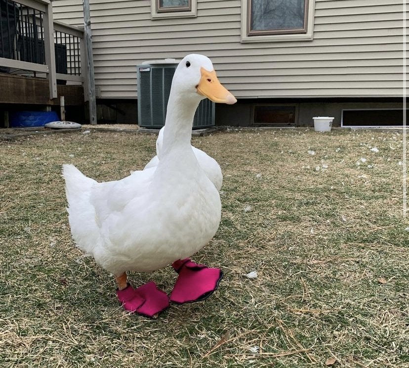 Birdy Bootie (chicken shoes, chicken booties, duck booties and goose shoes) - Image 12