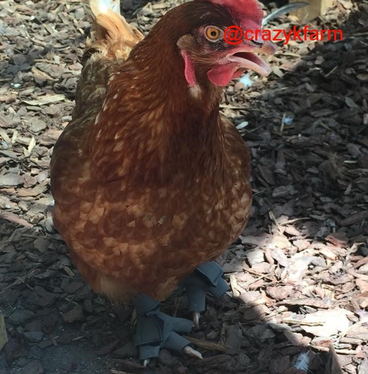Birdy Bootie (chicken shoes, chicken booties, duck booties and goose shoes) - Image 8