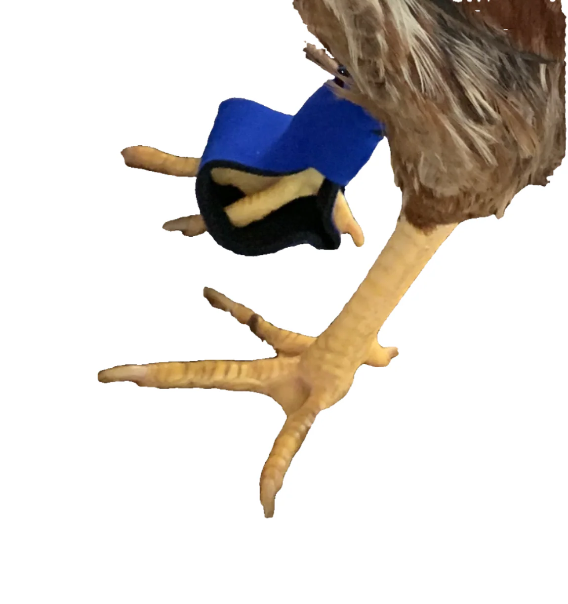 Birdy Bootie (chicken shoes, chicken booties, duck booties and goose shoes) - Image 96