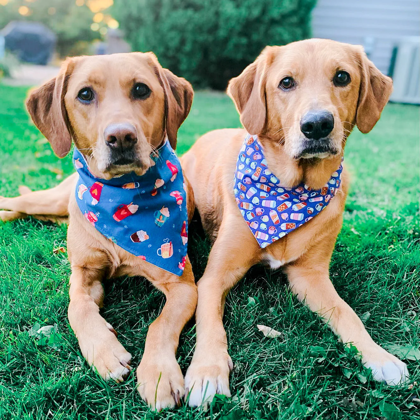 "Birthday Boy" Metallic Blue on Black Confetti Dog Bandana - Image 2
