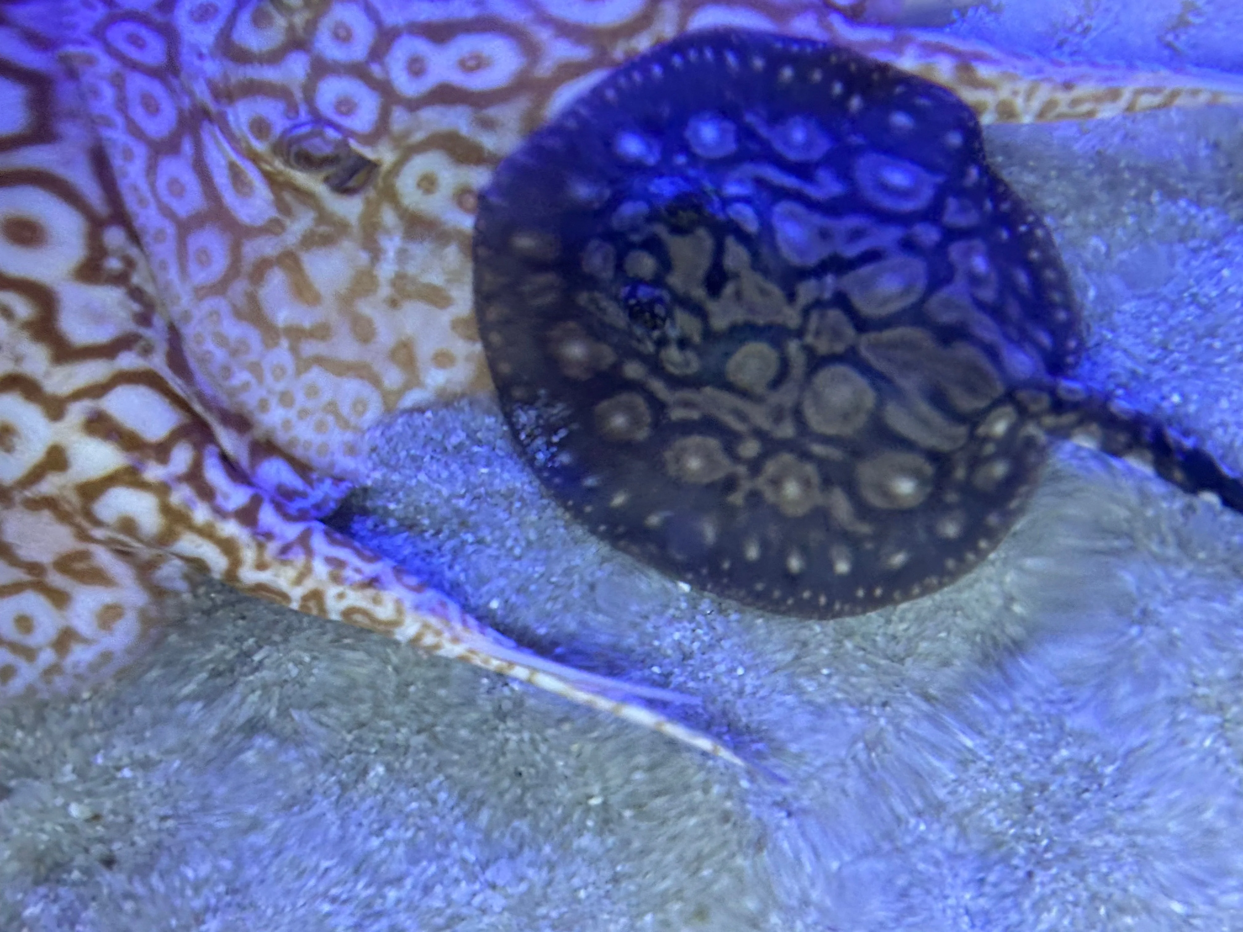 Black Diamong Hybrid Stringray 4"-6" - Image 2